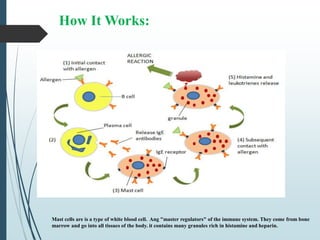 How It Works:
Mast cells are is a type of white blood cell. Ang "master regulators" of the immune system. They come from bone
marrow and go into all tissues of the body. it contains many granules rich in histamine and heparin.
 