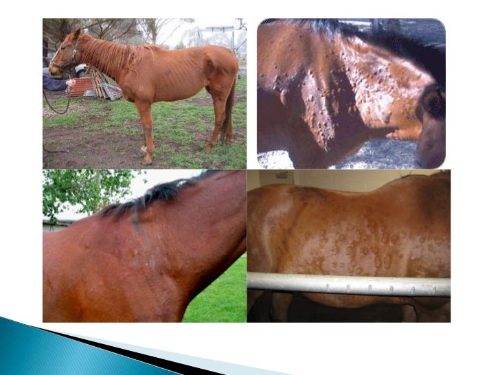 Food allergies in horses
