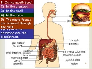 Digestion 
 
1) In the mouth food 
is mechanically 
broked down by the 
teeth and chemically 
broken down by 
enzymes in saliva 
2) In the stomach 
food is chemically 
broked down by 
enzymes and acid is 
produced to kill 
bacteria and help the 
enzymes work 
3) In the small 
4) intestine In the enzymes 
large 
intestine 5) complete The waste excess 
the 
faeces 
digestion are water removed is absorbed 
process through 
and 
into glucose the anus 
the and blood 
other 
small foods are 
absorbed into the 
bloodstream. 
53 
 