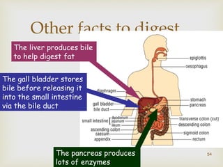 Other facts to digest... 
 
The liver produces bile 
to help digest fat 
The gall bladder stores 
bile before releasing it 
into the small intestine 
via the bile duct 
The pancreas produces 
lots of enzymes 
54 
 