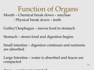 Function of Organs 
Mouth – Chemical break down – amylase 
- Physical break down – teeth 
Gullet/Oesphagus – moves food to stomach 
Stomach – stores food and digestion begins 
Small intestine – digestion continues and nutrients 
are absorbed 
Large Intestine – water is absorbed and feaces are 
compacted 
Anus – wastes are excreted. 
59 
 