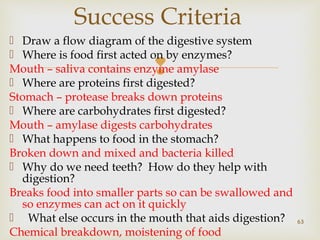 Success Criteria 
 Draw a flow diagram of the digestive system 
 Where is food first acted on Mouth – saliva contains enzyme  
by enzymes? 
amylase 
 Where are proteins first digested? 
Stomach – protease breaks down proteins 
 Where are carbohydrates first digested? 
Mouth – amylase digests carbohydrates 
 What happens to food in the stomach? 
Broken down and mixed and bacteria killed 
 Why do we need teeth? How do they help with 
digestion? 
Breaks food into smaller parts so can be swallowed and 
so enzymes can act on it quickly 
 What else occurs in the mouth that aids digestion? 
Chemical breakdown, moistening of food 
63 
 