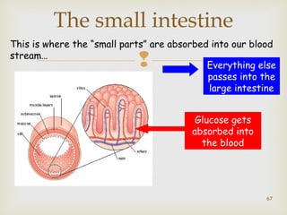 The small intestine 
This is where the “small parts” are absorbed into our blood 
stream… 
 
Everything else 
passes into the 
large intestine 
Glucose gets 
absorbed into 
the blood 
67 
 