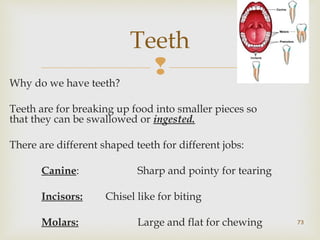 Teeth 
 
Why do we have teeth? 
Teeth are for breaking up food into smaller pieces so 
that they can be swallowed or ingested. 
There are different shaped teeth for different jobs: 
Canine: Sharp and pointy for tearing 
Incisors: Chisel like for biting 
Molars: Large and flat for chewing 
73 
 