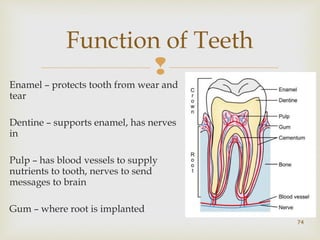  
Enamel – protects tooth from wear and 
tear 
Dentine – supports enamel, has nerves 
in 
Pulp – has blood vessels to supply 
nutrients to tooth, nerves to send 
messages to brain 
Gum – where root is implanted 
74 
Function of Teeth 
 