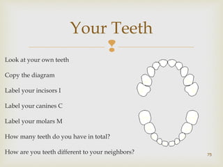 Your Teeth 
 
Look at your own teeth 
Copy the diagram 
Label your incisors I 
Label your canines C 
Label your molars M 
How many teeth do you have in total? 
How are you teeth different to your neighbors? 
75 
 