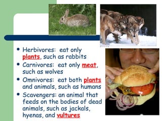 Food and energy in the environment | PPT