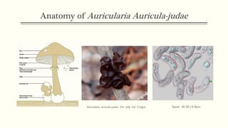 Food as medicine: black chinese fungus | PDF