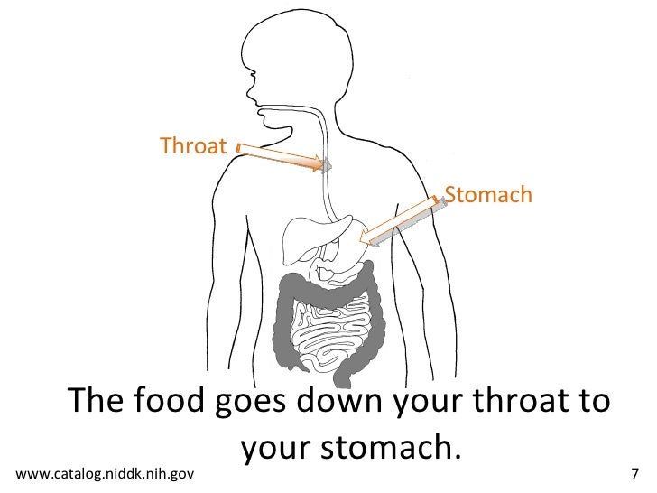 The Food We Eat Basal Reader