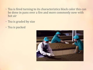• Tea is fired turning to its characteristics black color this can

be done in pans over a fire and more commonly now with
hot air

• Tea is graded by size

• Tea is packed

 