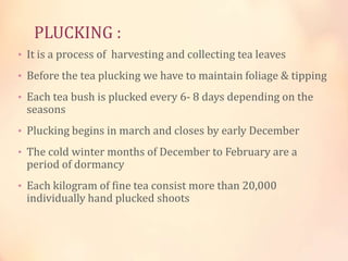 PLUCKING :
• It is a process of harvesting and collecting tea leaves
• Before the tea plucking we have to maintain foliage & tipping

• Each tea bush is plucked every 6- 8 days depending on the

seasons

• Plucking begins in march and closes by early December
• The cold winter months of December to February are a

period of dormancy

• Each kilogram of fine tea consist more than 20,000

individually hand plucked shoots

 