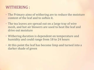 WITHERING :
• The Primary aims of withering are to reduce the moisture

content of the leaf and to soften it.

• The tea leaves are spread out on a large tray of wire

mesh, and hot air blowers are used to heat the leaf and
drive out moisture

• Withering duration is dependent on temperature and

humidity and could range from 18 to 24 hours

• At this point the leaf has become limp and turned into a

darker shade of green

 