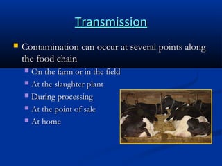 Transmission


Contamination can occur at several points along
the food chain
On the farm or in the field
 At the slaughter plant
 During processing
 At the point of sale
 At home


 
