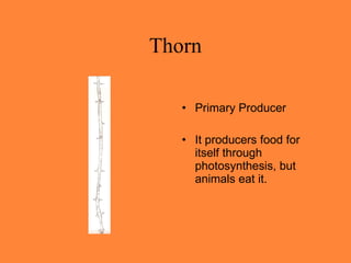 Thorn Primary Producer It producers food for itself through photosynthesis, but animals eat it.