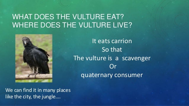 Food chain Biology Diagrams