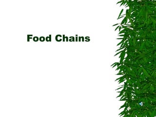 Food Chains
 