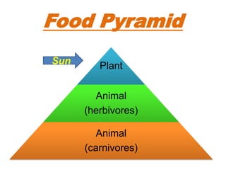 Food Pyramid
Plant
Animal
(herbivores)
Animal
(carnivores)
Sun
 