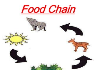 Food Chain
 