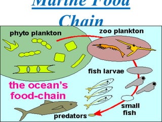 Marine Food
Chain
 