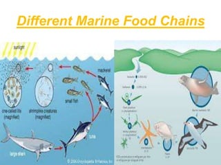 Different Marine Food Chains
 
