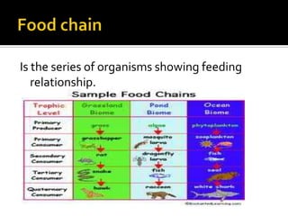 Is the series of organisms showing feeding
relationship.
 