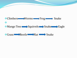 Climbers Worms Frog Snake 
 
Mango Tree Squirrels Snake Eagle 
Grass Beetle Rat Snake 
