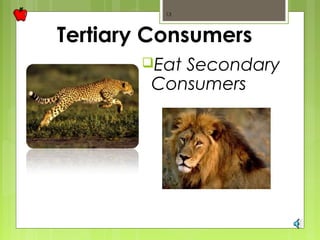 13 
Tertiary Consumers 
Eat Secondary 
Consumers 
 