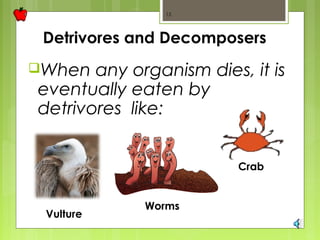 15 
Detrivores and Decomposers 
When any organism dies, it is 
eventually eaten by 
detrivores like: 
Vulture 
Worms 
Crab 
 