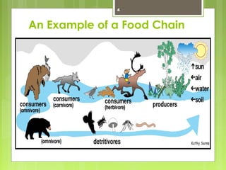 4 
An Example of a Food Chain 
 