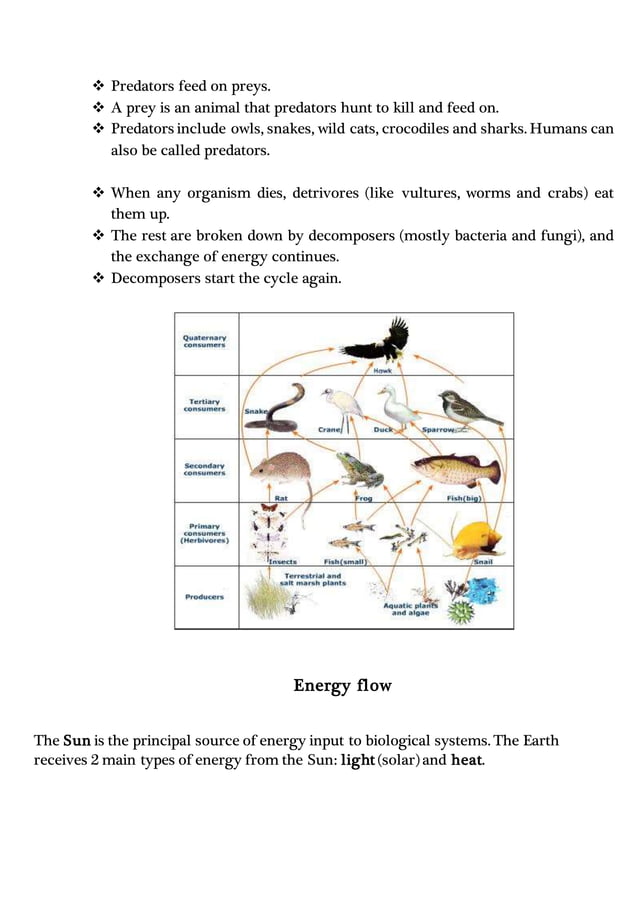 Food chain Biology Diagrams