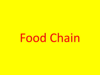 Food Chain
 