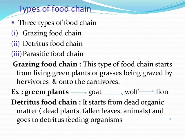 Food Chain Environmental Science
