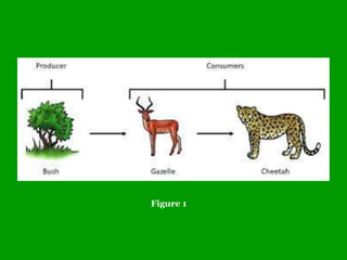 Cheetah Food Chain