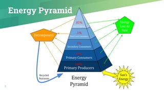 5
Energy Pyramid
 