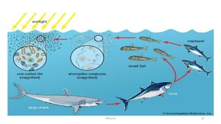 Food chain | PPTX