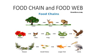 FOOD CHAIN and FOOD WEB
 