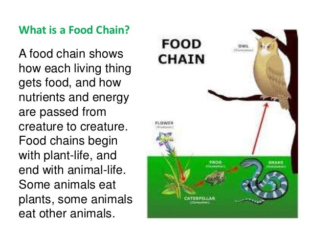 whats the number of links in a food chain