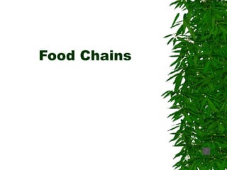 Food Chains 