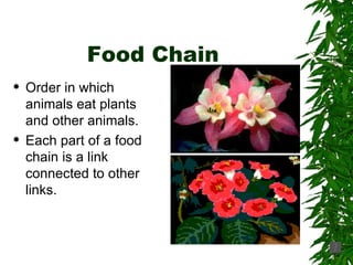 Food Chain Order in which animals eat plants and other animals. Each part of a food chain is a link connected to other links. 