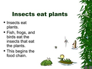 Insects eat plants Insects eat plants.  Fish, frogs, and birds eat the insects that eat the plants. This begins the food chain. 