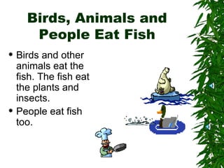 Birds, Animals and People Eat Fish Birds and other animals eat the fish. The fish eat the plants and insects. People eat fish too. 