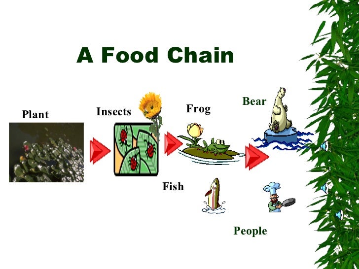 Food chain 1