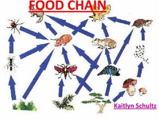 FOOD CHAIN




             Kaitlyn Schultz
 