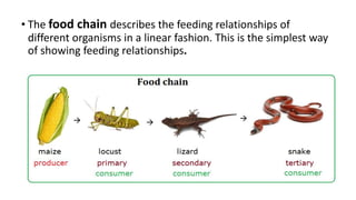 Food chain and food web | PPTX