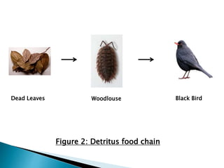 Food chain and food web | PPTX