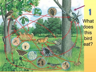 What
does
this
bird
eat?

 