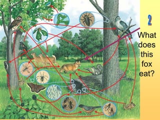 What
does
this
fox
eat?

 