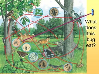 What
does
this
bug
eat?

 