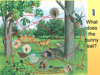 What
does
the
bunny
eat?

 