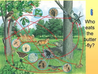 Who
eats
the
butter
-fly?

 